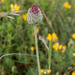 0301-plant-onbekend