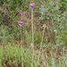 0302-plant-onbekend