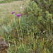 0304-plant-onbekend