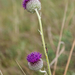 0305-plant-onbekend