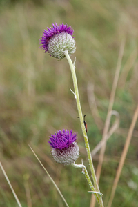 0305-plant-onbekend