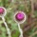 0306-plant-onbekend