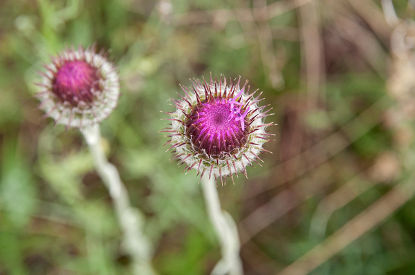 0306-plant-onbekend