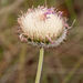 0307-plant-onbekend