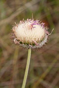 0307-plant-onbekend