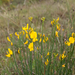 0308-spartium-junceum-scrub-in-the-coast-and-hill-belt