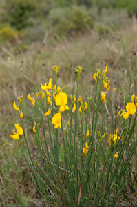 0308-spartium-junceum-scrub-in-the-coast-and-hill-belt