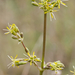 0309-oorsilene-silene-otites-arid-meadows