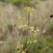 0310-oorsilene-silene-otites-arid-meadows