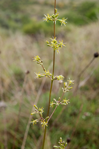 0310-oorsilene-silene-otites-arid-meadows