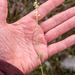 0311-Galium-corrudifolium-garigue-stony-slopes