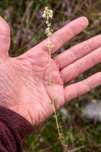 0311-Galium-corrudifolium-garigue-stony-slopes