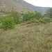 0313-garigue