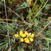 0314-Schedekroonkruid-Coronilla-vaginalis