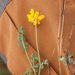 0315-Schedekroonkruid-Coronilla-vaginalis