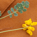 0316-Schedekroonkruid-Coronilla-vaginalis