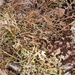 0317-terrestisch-korstmos-garigue