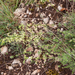 0319-Galium-corrudifolium-garigue-stony-slopes