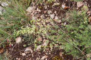 0319-Galium-corrudifolium-garigue-stony-slopes