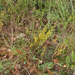 0320-osyris-alba-maquis-garique-themophilous-woods-to-100m