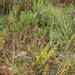 0321-osyris-alba-maquis-garique-themophilous-woods-to-100m