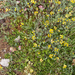 0322-Schedekroonkruid-Coronilla-vaginalis