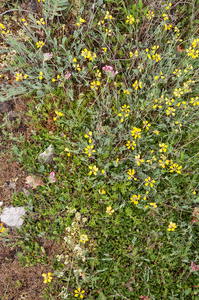 0322-Schedekroonkruid-Coronilla-vaginalis