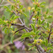 0323-Rhamnus-saxatilis-(sub)mediterranean-arid-stony-slopes