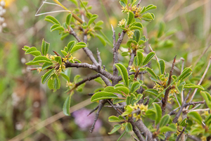 0323-Rhamnus-saxatilis-(sub)mediterranean-arid-stony-slopes