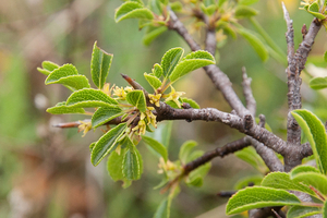 0324-Rhamnus-saxatilis-(sub)mediterranean-arid-stony-slopes