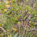 0325-Rhamnus-saxatilis-(sub)mediterranean-arid-stony-slopes