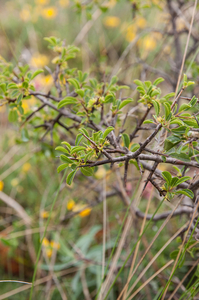 0325-Rhamnus-saxatilis-(sub)mediterranean-arid-stony-slopes