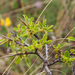 0326-Rhamnus-saxatilis-(sub)mediterranean-arid-stony-slopes