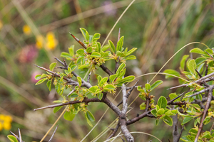 0326-Rhamnus-saxatilis-(sub)mediterranean-arid-stony-slopes