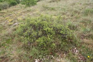 0327-Rhamnus-saxatilis-(sub)mediterranean-arid-stony-slopes