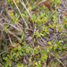 0328-Rhamnus-saxatilis-(sub)mediterranean-arid-stony-slopes