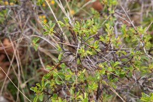 0328-Rhamnus-saxatilis-(sub)mediterranean-arid-stony-slopes