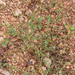 0331 Annual-Scorpion-vetch-Coronilla-scorpioides
