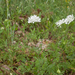 0332-schermbloem-onbekend