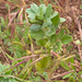 0333-vicia-faba-tuinboon