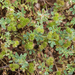 0335-Medicago-spec