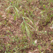0337-Bromus-diandrus hoge dravik