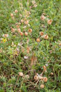 0340-Kegelsilene-Silene-conica-arid-meadows