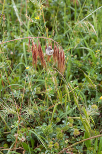 0341-Zwenkdravik-Anisantha-tectorum
