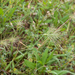 0342-aegilops-geniculata