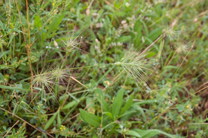 0342-aegilops-geniculata