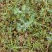 0343-Kruisdistel-Eryngium-campestre-arid-pastures