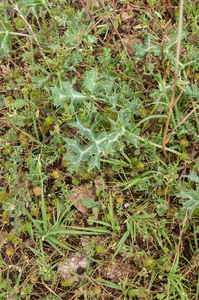 0343-Kruisdistel-Eryngium-campestre-arid-pastures