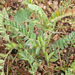 0346-Astragalus-sesameus-arid-meadows-garigue