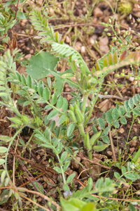 0346-Astragalus-sesameus-arid-meadows-garigue